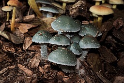 Страфарыя сіне-зялёная (Stropharia aeruginosa)