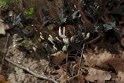 Ксілярыя гіпаксілон (Xylaria hypoxylon)