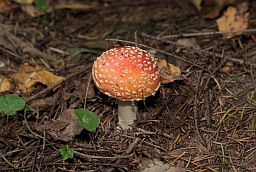 Мухамор чырвоны (Amanita muscaria)