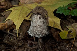 Навозник белый (Coprinus comatus)