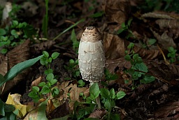 Навозник белый (Coprinus comatus)