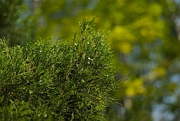 Можжевельник казацкий (Juniperus sabina)