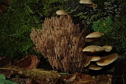 Клавікарона каробчатая (Artomyces pyxidatus)