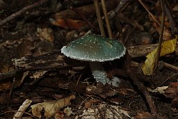 Строфария сине-зелёная (Stropharia aeruginosa)