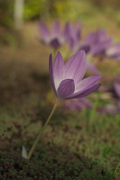 Безвременник великолепный (Colchicum speciosum)