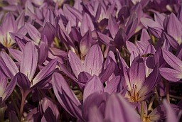 Познацвет пышны (Colchicum speciosum)