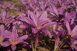 Познацвет восеньскі (Colchicum autumnale)