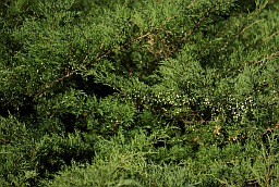 Можжевельник казацкий (Juniperus sabina)