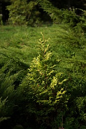 Thuja