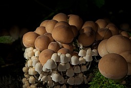 Coprinellus disseminatus and puffballs