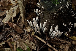 Candlesnuff fungus (Xylaria hypoxylon)