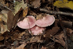 Lilac bonnet (Mycena pura)