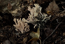 Crested coral fungus (Clavulina cristata)