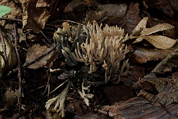 Crested coral fungus (Clavulina cristata)