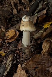 Fungus