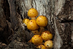 Golden Scalycap (Pholiota aurivella)