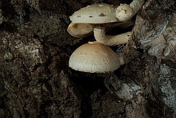 Destructive Pholiota (Pholiota destruens)