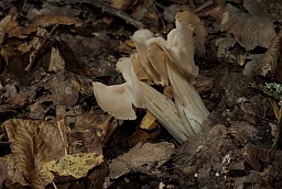 Elfin saddle (Helvella crispa)