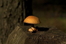 Fungus