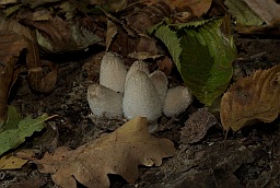 Harefoot mushroom (Coprinopsis lagopus)