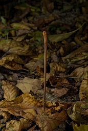 Pipe Club (Macrotyphula fistulosa)