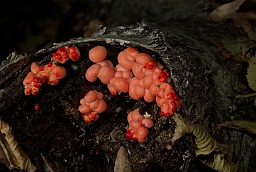 Groening's slime (Wolf's milk, Lycogala epidendrum)