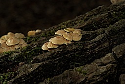 Yellow mushrooms