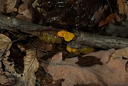 Slime mold