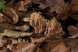 Beautiful clavaria (Ramaria formosa)