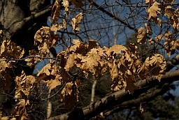 Leaves