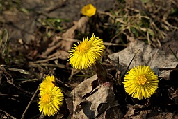 Coltsfoot (Tussilago farfara)