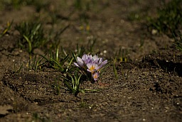 Crocus