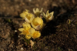 Snow Crocus (Crocus chrysanthus)