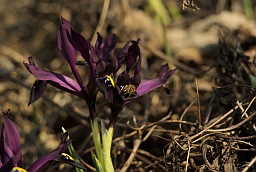 Iris reticulata