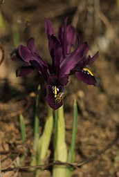 Iris reticulata