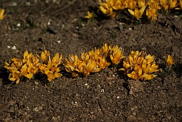 Snow Crocus (Crocus chrysanthus)