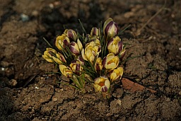 Crocus