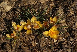 Crocus