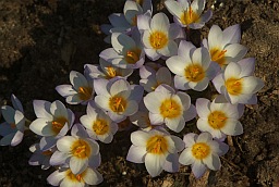 Crocus sieberi