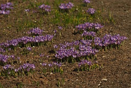 Crocus