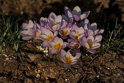 Crocus, honeybee