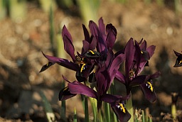 Iris reticulata