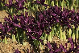 Iris reticulata