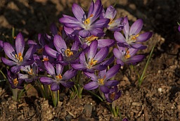 Crocus