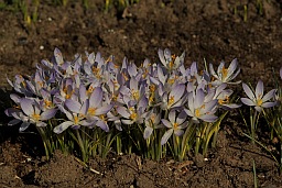 Crocus