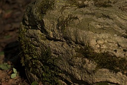 Boulder with moss