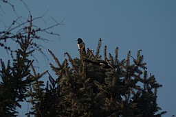 Eurasian Magpie (Pica pica)