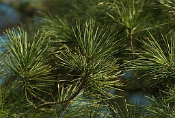 Fir-needle