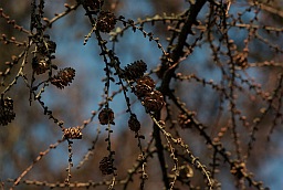 Larch cones