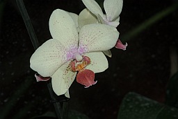 Phalaenopsis